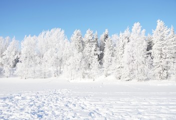 雪の積もった木（フィンランド）