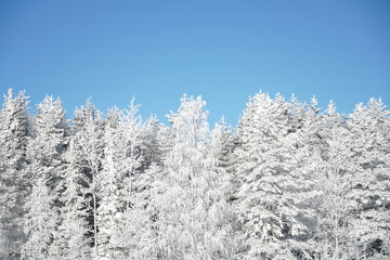 雪の積もった木（フィンランド）