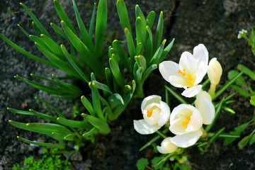 White crocuses bloomed in early March 2020. Little spring flowers.