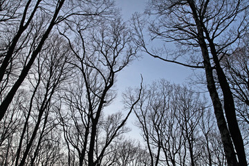 Blick in Baumkohnen im Wald Forrest Herbst Winter