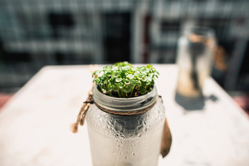 Basil 3