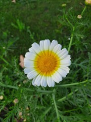 The beautiful daisy in green grass