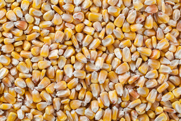 corn seed as background