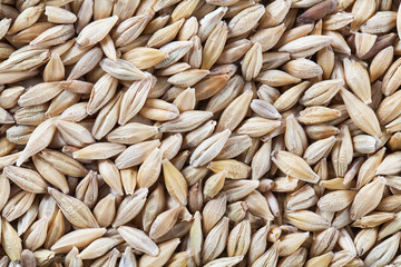 barley as background