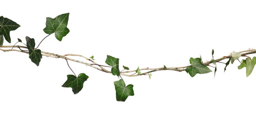 Wild green liana jungle vine with foliage isolated on white background, clipping path