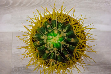 Cactus plant in the pot. House gardening botany decoration closeup view. Green cactus with yellow...