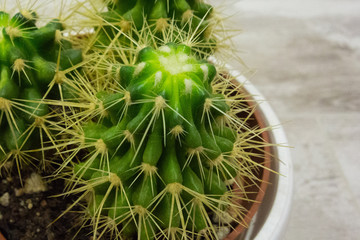 Cactus plant in the pot. House gardening botany decoration closeup view. Green cactus with yellow...