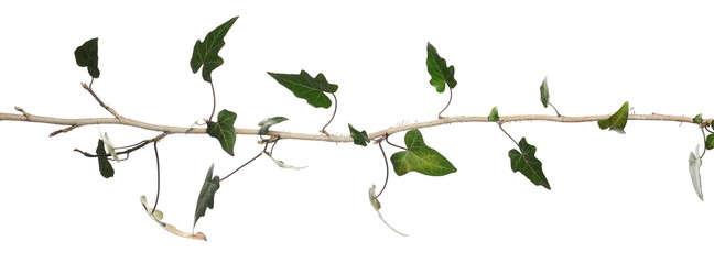 Wild green liana jungle vine with foliage isolated on white background, clipping path