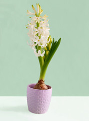 fragrant white and pink hyacinth flower close up 
