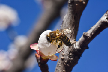 Honey bee. Honey bee pollinating white flowers of peach tree in spring orchard, natural spring background