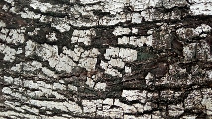 driftwood background. Old brown tree texture.