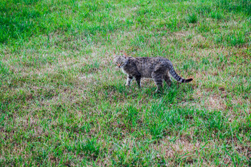 grey wild cat on green grass nature