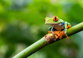 Fotobehang green tree frog © Yuriko David