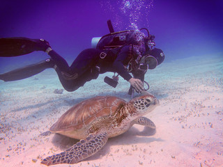 scuba diver and turtle