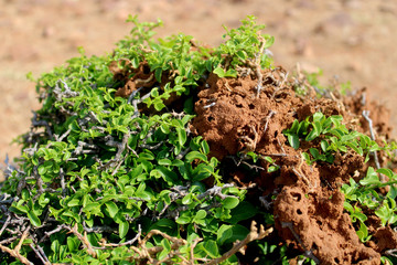 Termites eating the wild plant.
