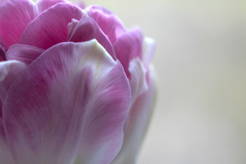 Fototapeta na wymiar Macro of tulip petals in full bloom. Selective focus
