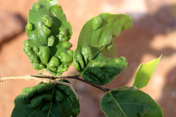 Close up view of the wild plant leaves.