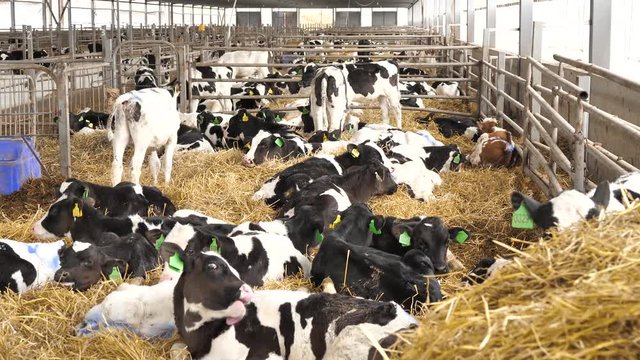 Cows and calves on industrial animal farm. Agribusiness