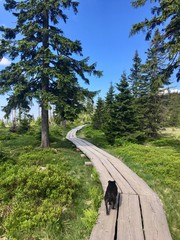 hiking trail in the mountains