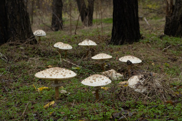 mushrooms which grow in wood