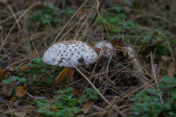 mushrooms which grow in wood