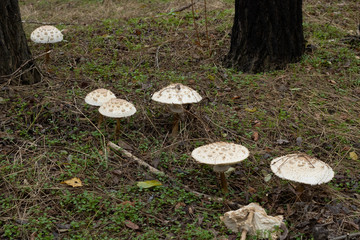 mushrooms which grow in wood