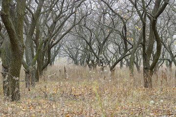 tunnel from tree in wood
