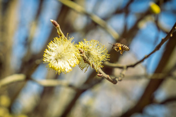 Honey bee collects nectar on the flowering tree