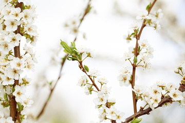 Selective focus of Beautiful cherry blossom