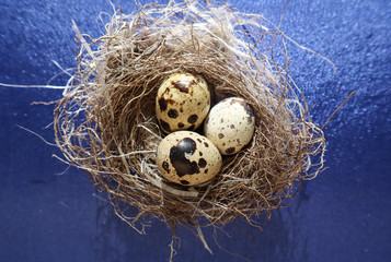 Obraz premium Bird's nest with eggs on a blue background
