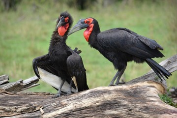 Kaffir horned crows sit on a log