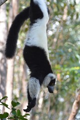 vari the lemur is hanging on a branch
