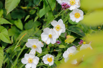 white flowers in the garden