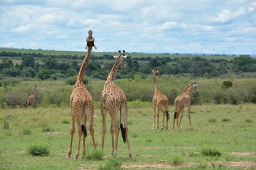 Naklejka na ściany i meble Safari in Africa giraffes go in pairs