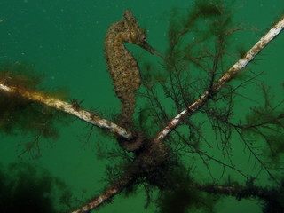 Close up of a wild yellow colored Whites seahorse, sea horse (Hippocampus Whitei) clinging at the shark net in the green water of Watsons Bay aquatic pool