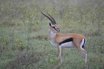 Naklejka na ściany i meble the fastest animal is a Gazelle standing in the grass