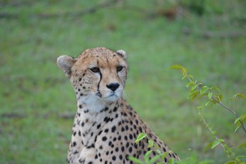 a beautiful Cheetah looks away