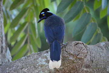 beautiful tropical plush bird on a tree