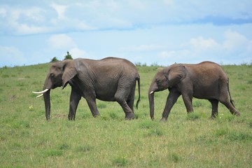 Naklejka na ściany i meble two African elephants on a walk
