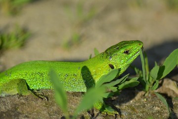 green nimble common lizard on a rock