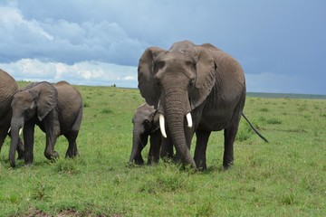 Naklejka na ściany i meble African elephants with baby elephants family