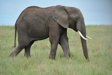 Fototapeta na wymiar African male elephant in the savanna close up