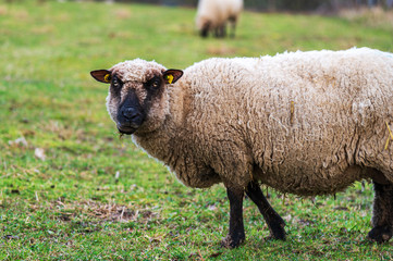 Close-up portrait of a crazy sheep with a funny face looking at the camera while eating. Concept of happiness, craziness, humor, free-range husbandry. Side view, copy space