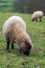 Fototapeta premium Portrait of a sheep standing on a green meadow and eating fresh grass. Concepts of free-range husbandry, animal welfare or ethical breeding of sheep.