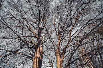Fototapeta premium Dry trees and blue sky in background. Trees landscape. 