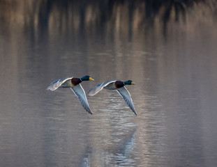 Mallards in flight