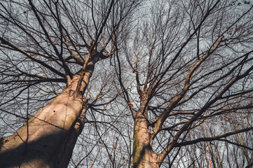 Dry trees and blue sky in background. Trees landscape. 