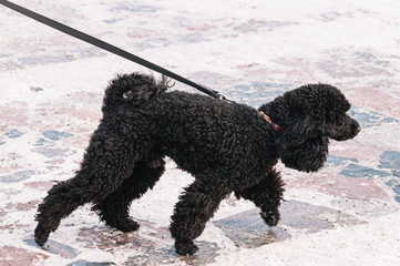 black poodle on a walk