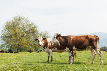 Fototapeta na wymiar two cows in nature