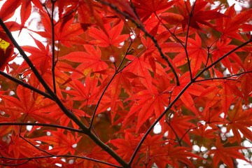 真っ赤な日本楓の紅葉